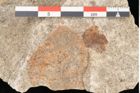 Foto (Detailansicht) von Quercus palaeoilex Ettingshausen (NHMW-GEO-2024-0188-6377)